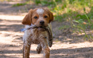 Pictures of French Brittany puppies for sale playing at the lake and catching fish