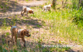 Pictures of French Brittany puppies for sale playing at the lake and catching fish