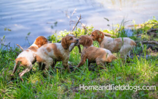 Pictures of French Brittany puppies for sale playing at the lake and catching fish