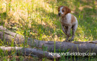 Pictures of French Brittany puppies for sale playing at the lake and catching fish