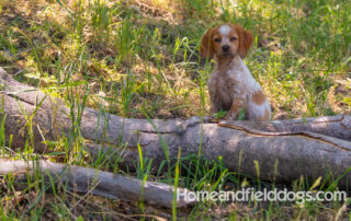 Pictures of French Brittany puppies for sale playing at the lake and catching fish