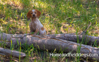 Pictures of French Brittany puppies for sale playing at the lake and catching fish