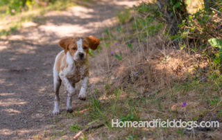 Pictures of French Brittany puppies for sale playing at the lake and catching fish