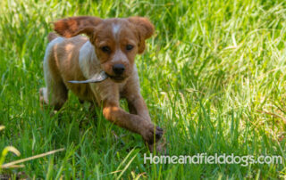 Pictures of French Brittany puppies for sale playing at the lake and catching fish