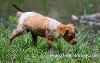 Pictures of French Brittany puppies for sale playing at the lake and catching fish