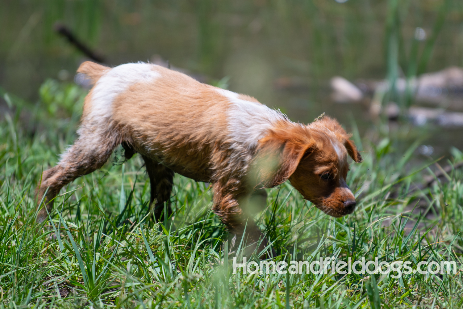 Pictures of French Brittany puppies for sale playing at the lake and catching fish