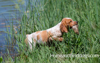Pictures of French Brittany puppies for sale playing at the lake and catching fish