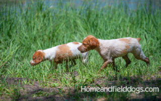 Pictures of French Brittany puppies for sale playing at the lake and catching fish