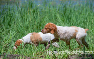 Pictures of French Brittany puppies for sale playing at the lake and catching fish