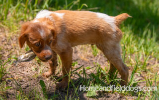 Pictures of French Brittany puppies for sale playing at the lake and catching fish