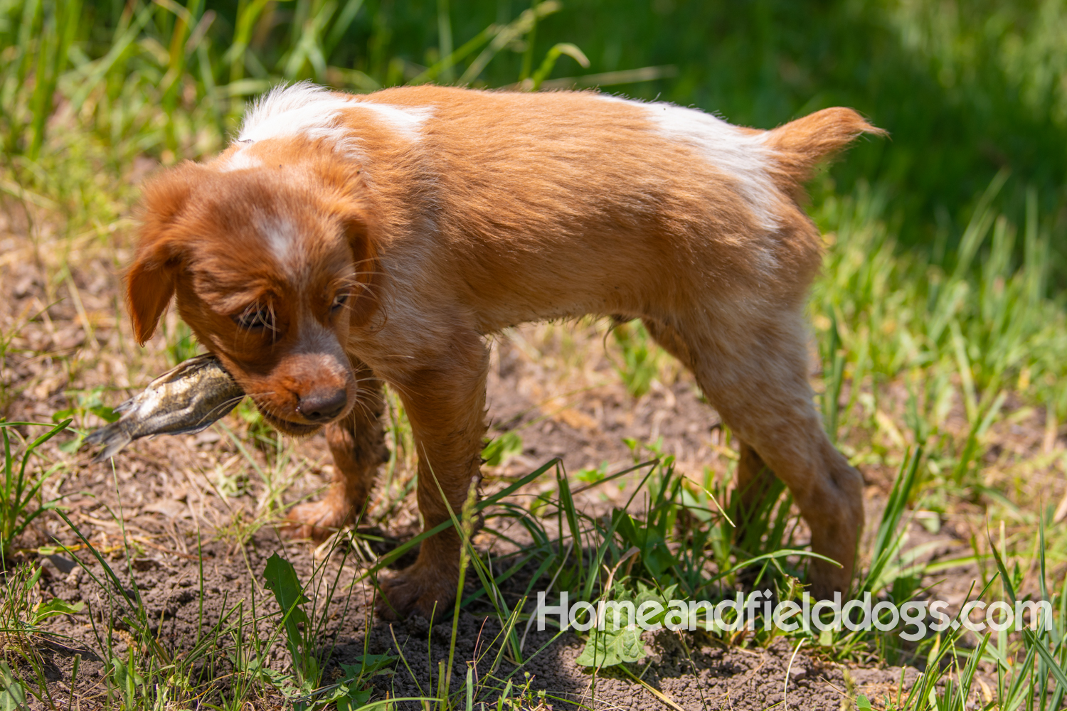 Pictures of French Brittany puppies for sale playing at the lake and catching fish