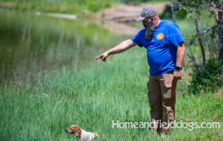 Pictures of French Brittany puppies for sale playing at the lake and catching fish