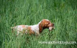 Pictures of French Brittany puppies for sale playing at the lake and catching fish