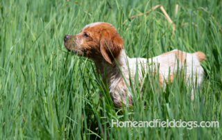 Pictures of French Brittany puppies for sale playing at the lake and catching fish