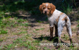 Pictures of French Brittany puppies for sale playing at the lake and catching fish
