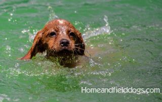 Pictures of French Brittany puppies for sale playing at the lake and catching fish