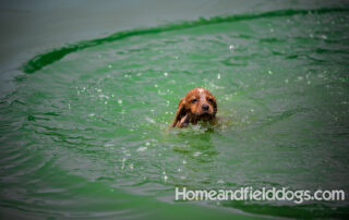 Pictures of French Brittany puppies for sale playing at the lake and catching fish