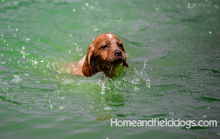 Pictures of French Brittany puppies for sale playing at the lake and catching fish