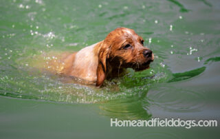 Pictures of French Brittany puppies for sale playing at the lake and catching fish