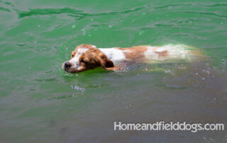 Pictures of French Brittany puppies for sale playing at the lake and catching fish