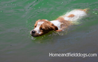 Pictures of French Brittany puppies for sale playing at the lake and catching fish
