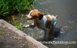 Pictures of French Brittany puppies for sale playing at the lake and catching fish