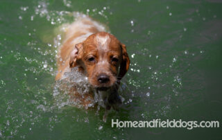 Pictures of French Brittany puppies for sale playing at the lake and catching fish