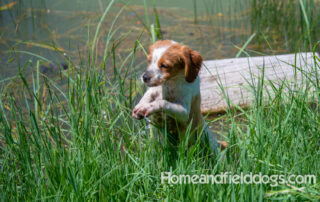 Pictures of French Brittany puppies for sale playing at the lake and catching fish