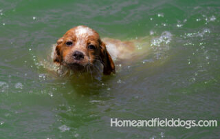 Pictures of French Brittany puppies for sale playing at the lake and catching fish