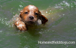Pictures of French Brittany puppies for sale playing at the lake and catching fish