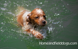 Pictures of French Brittany puppies for sale playing at the lake and catching fish