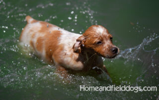 Pictures of French Brittany puppies for sale playing at the lake and catching fish