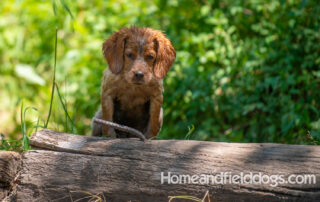 Pictures of French Brittany puppies for sale playing at the lake and catching fish