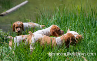 Pictures of French Brittany puppies for sale playing at the lake and catching fish