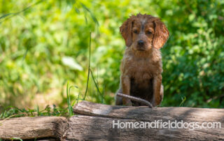 Pictures of French Brittany puppies for sale playing at the lake and catching fish
