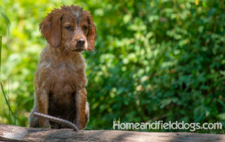 Pictures of French Brittany puppies for sale playing at the lake and catching fish