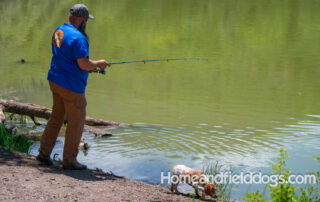 Pictures of French Brittany puppies for sale playing at the lake and catching fish