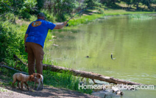 Pictures of French Brittany puppies for sale playing at the lake and catching fish