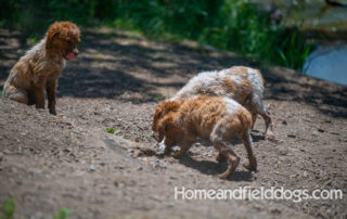 Pictures of French Brittany puppies for sale playing at the lake and catching fish