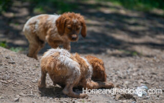 Pictures of French Brittany puppies for sale playing at the lake and catching fish