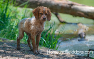 Pictures of French Brittany puppies for sale playing at the lake and catching fish