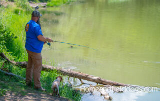 Pictures of French Brittany puppies for sale playing at the lake and catching fish