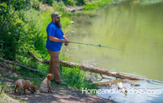 Pictures of French Brittany puppies for sale playing at the lake and catching fish