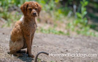 Pictures of French Brittany puppies for sale playing at the lake and catching fish