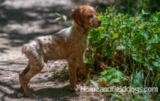 Pictures of French Brittany puppies for sale playing at the lake and catching fish