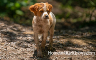 Pictures of French Brittany puppies for sale playing at the lake and catching fish