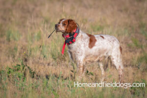 French Brittany female from Spain