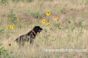 Lena Sunflower point Lena a black Roan French Brittany female hunting Chukar