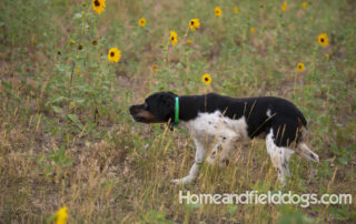 Black tricolor French Brittany male hunting partridge at homeandfielddogs.com