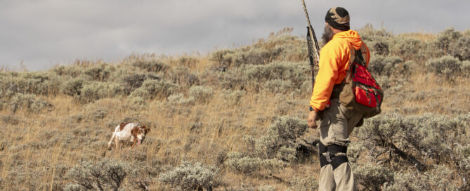 Hunting French Brittanys on sage Grouse